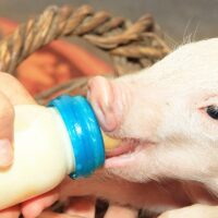 pigfeed